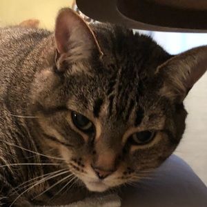 Meet your Posher, Chelsea